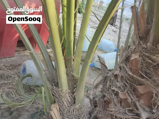 فسائل برحي خشن