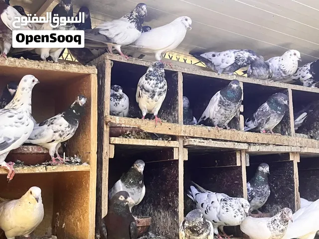 حمام باكستاني بيور ومستوي عالي 20 درهم