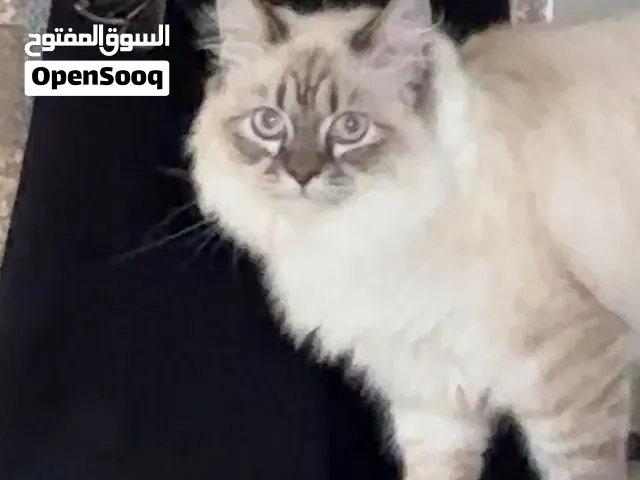قط هملايا ذكر للبيع