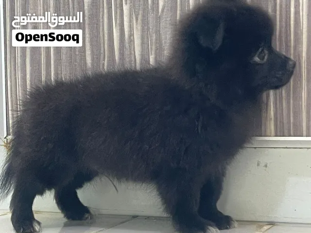 جراوي بومرنيان