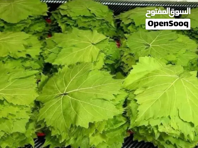 ورق  عنب قطف السنه محفوظ بافضل الطرق  للبيع جاهز للف حامض وطازه