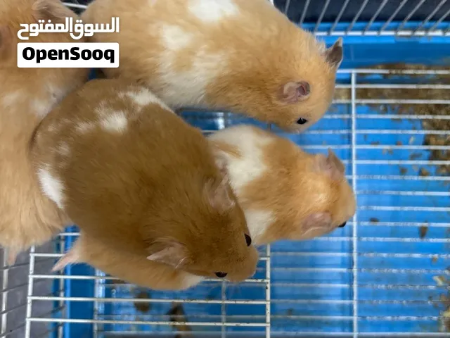 اربعه هامستر ب10ريال