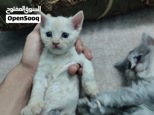 للتبني اربع قطع لسه مولودين 30 يوم
