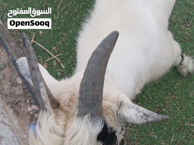 ماعز قزم للبيع