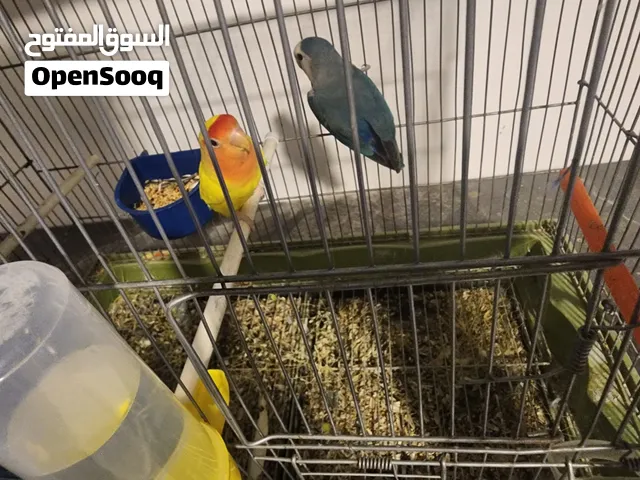 كوبيا روز ربي يبارك.