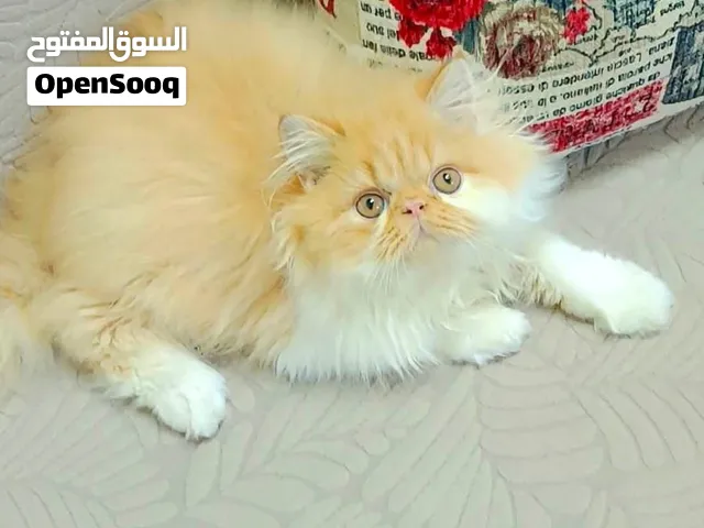 للبيع ذكر بيرشن