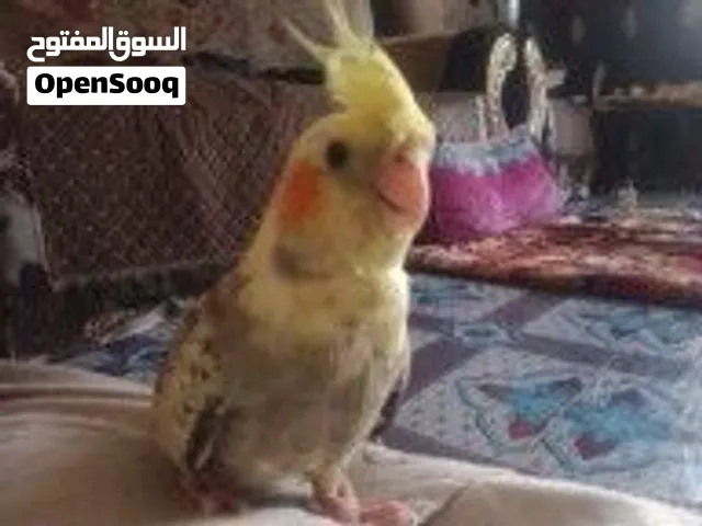 السلام عليكم طيره كوكتيل البيع نصف  الفه سعرها25 قفل بدون عمله مكاني بغداد حي النصر