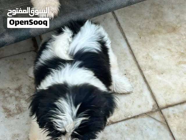 Shih Tzu puppies
