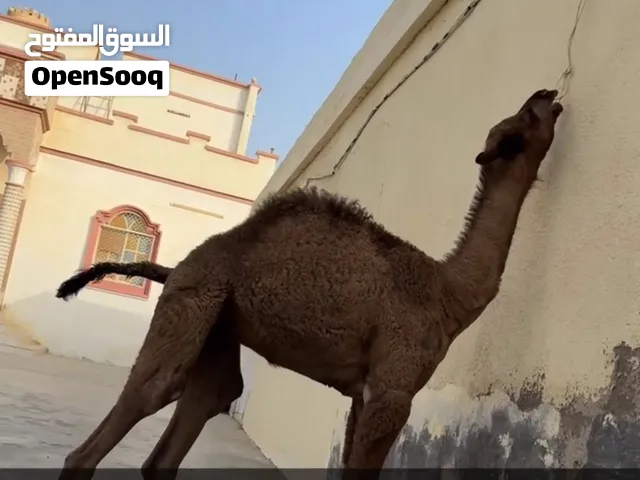 جعود لباني معجزه