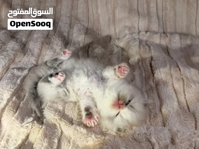 قطه راغدول ميتد هاف بيكي بيرشن