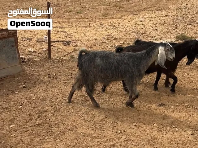 ماعز معاشير ع الجهاز