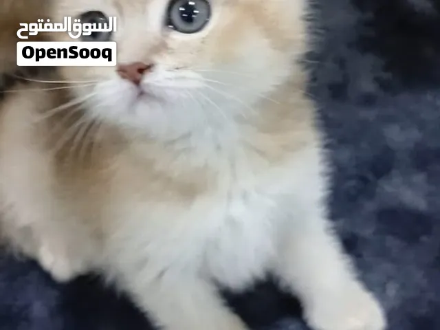 كيتن سكوتش فولد واستريت 50 يوم للبيع بالرياض