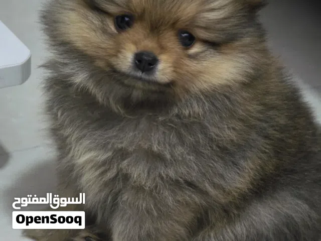Adorable Purebread Pomeranian Puppies  Male and Female