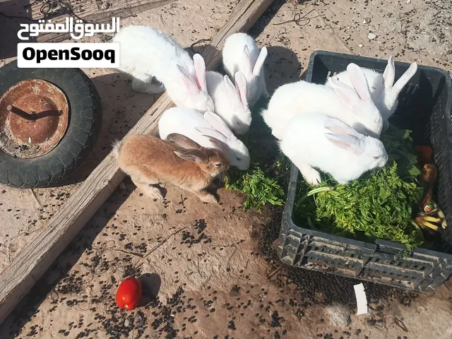 ارانب مالطية للبيع
