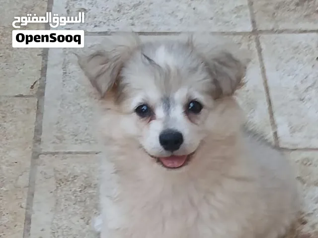 جرو انثى اليفة ولعوبة، العمر 6 أشهر