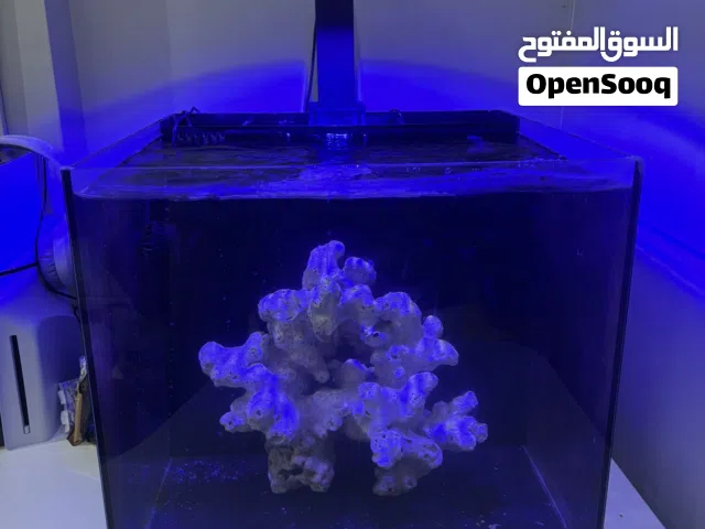 Red Sea 90 light with saltwater tank حوض مالح مع ليت رد سي