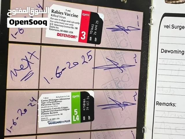 كلب للتبني للسفر خارج المملكة