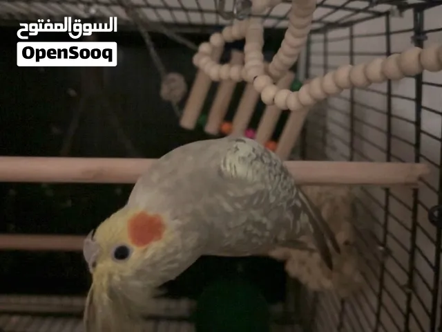 طير كوكتيل