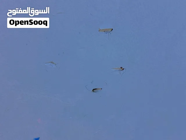 قاطع مع باب المنيوم تركي