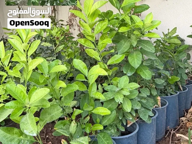 سفرجل يحمدي(بو رقاب) عن طريق العُقل