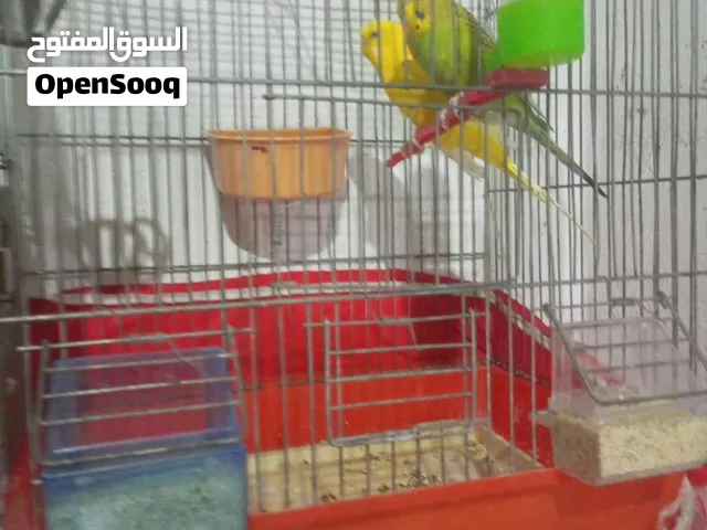 جوز حب شغال  للبيع او للبدل على حمام او اشي ثاني