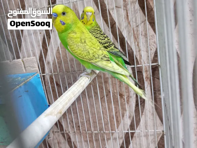 طيور حب للبيع