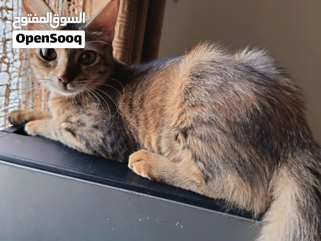 قطط للتبني