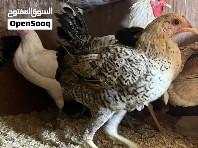 متوفر الان لدينا دجاج بلدي - دجاج لحجي - دجاج فيومي - بيض بلدي فيومي مخصب