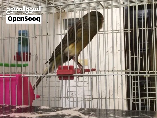 دكر كناري يورك