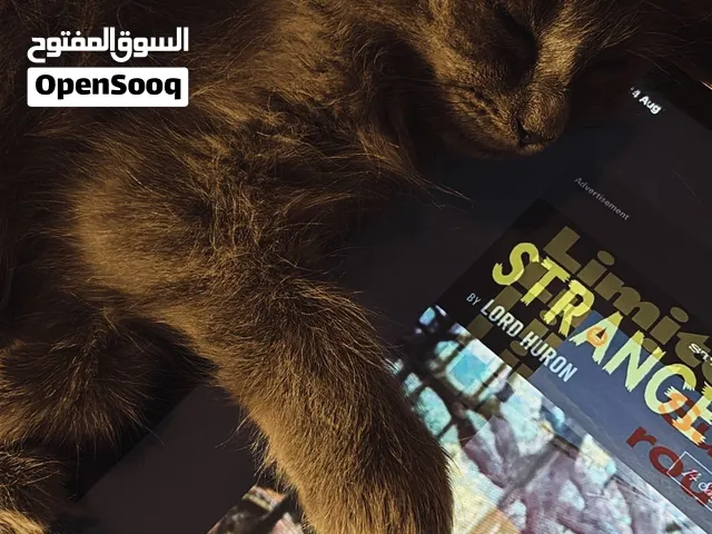 كيتن قطه قطوه قطط قطاوه للبيع سعر قابل للتفاوض