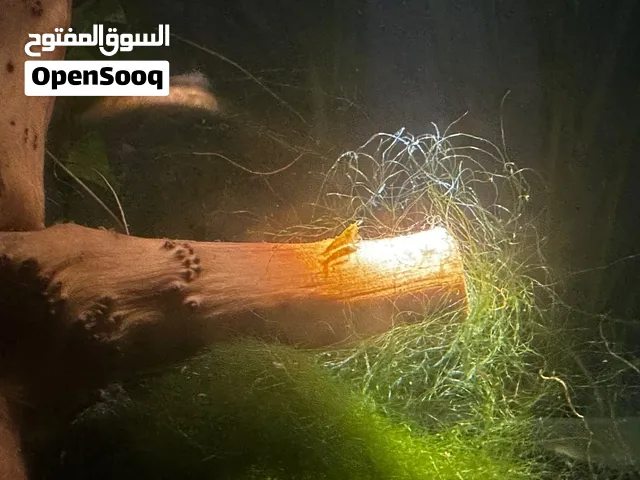 ربيان للبيع الوصف مهم