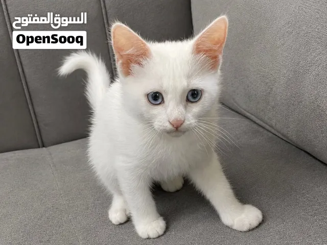 انغورا تركي منزلي ميكس