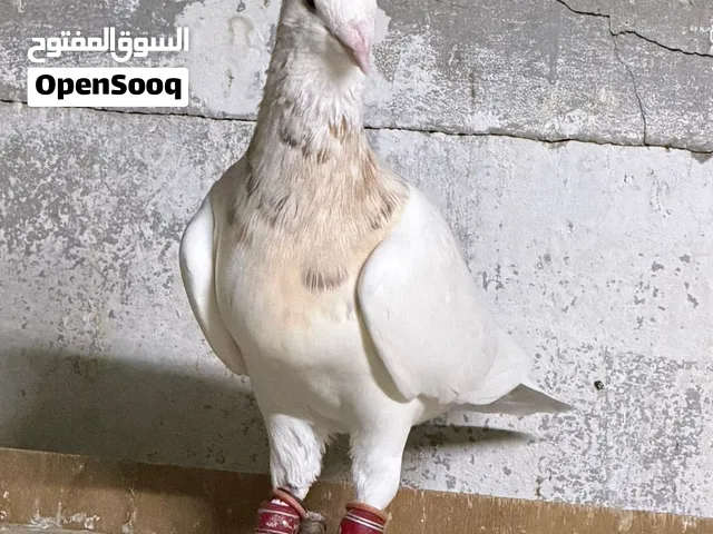 حمام مكس