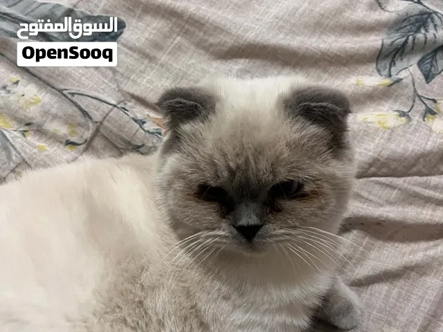 قط لعوب ونشيط
