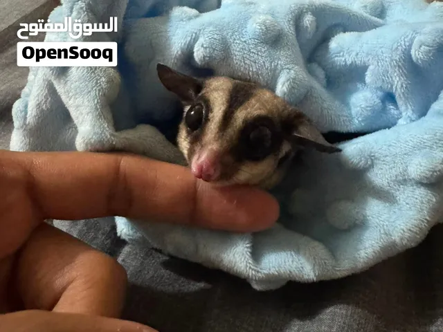 شوقر غلايدر  sugar glider