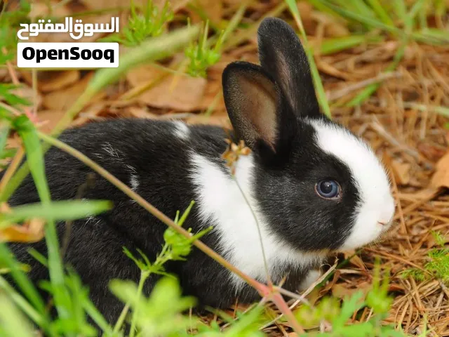 أرنب هولندي