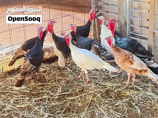 دجاج رومي _ كلبه هاسكي