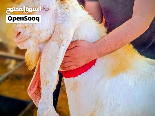 فحل حجازي ابيض نخب أول
