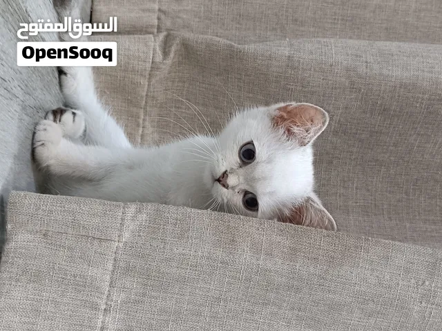للبيع ذكر وأنثى