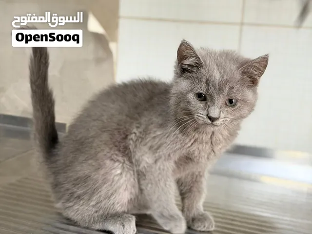 Kitten available for sale