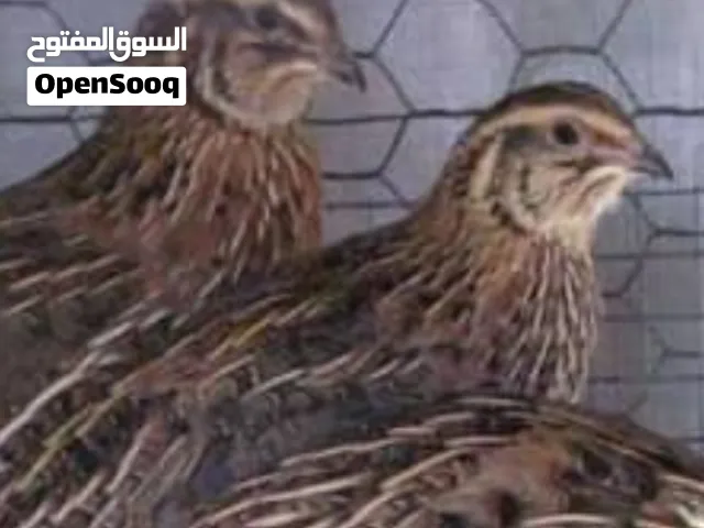 بيع طيور السمان