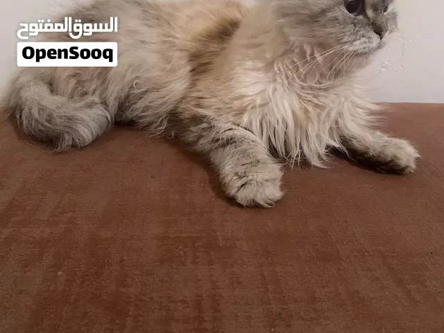 انثي العمر 6 اشهر طرابلس