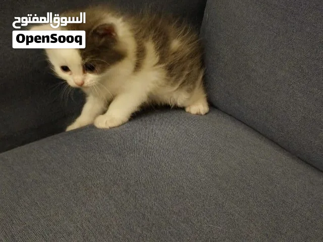 للبيع 2 قطط صغيرة (كيتيات) ما شاء الله إناث بعمر