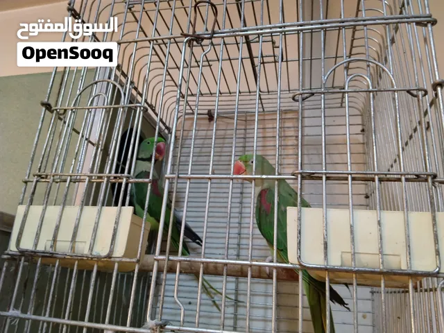 جوز كاساندرا بسبح للي خلقو ما شاء الله