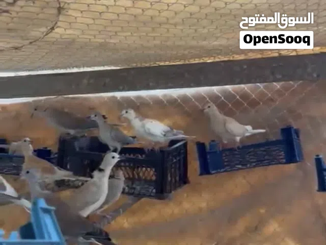 للبيع حمام راعبي