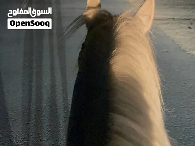 فحل بولش مواليد 22