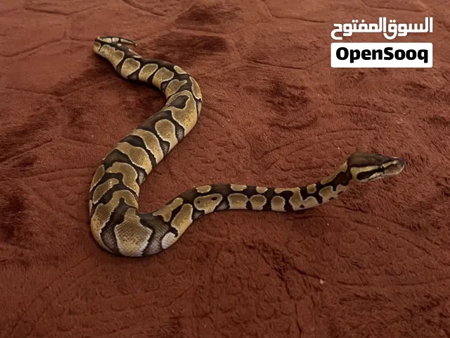 Ball python friendly female