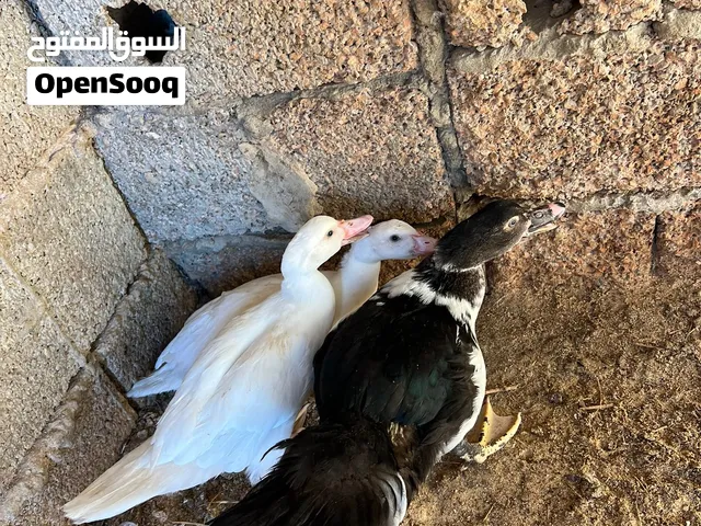 بط زينه العمر 4 شهور سعر الواحد علي 25