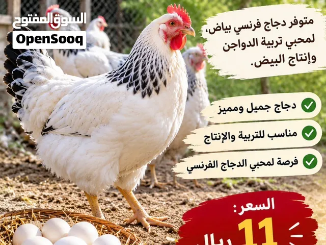 دجاج فرسي بيور ضخم