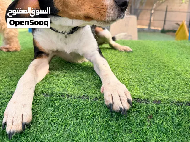 Adopt Chase – playful 7-month-old beagle mix (free to a good home)